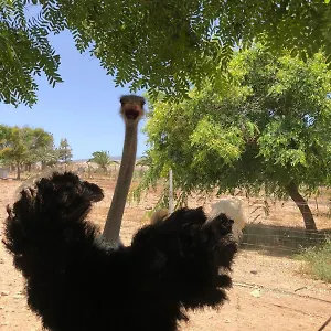  Vakantieboerderij Finca Avestruz